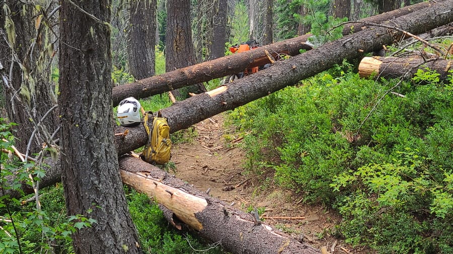 several fallen logs blocking motorcycle trail
