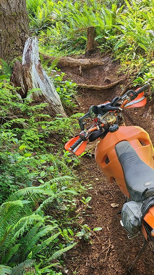motorcycle parked on a trail with big tree roots in front of it