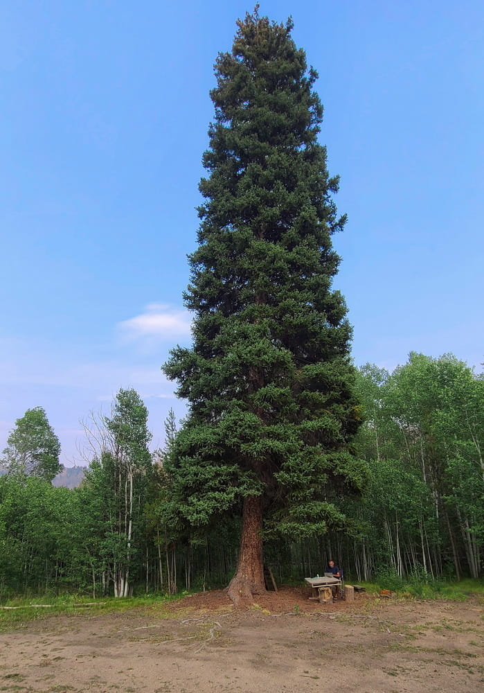 a person sitting under a giant tree working on a laptop