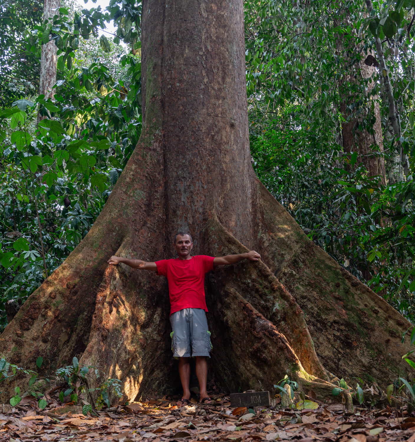 a person in front of giant roots of a tree