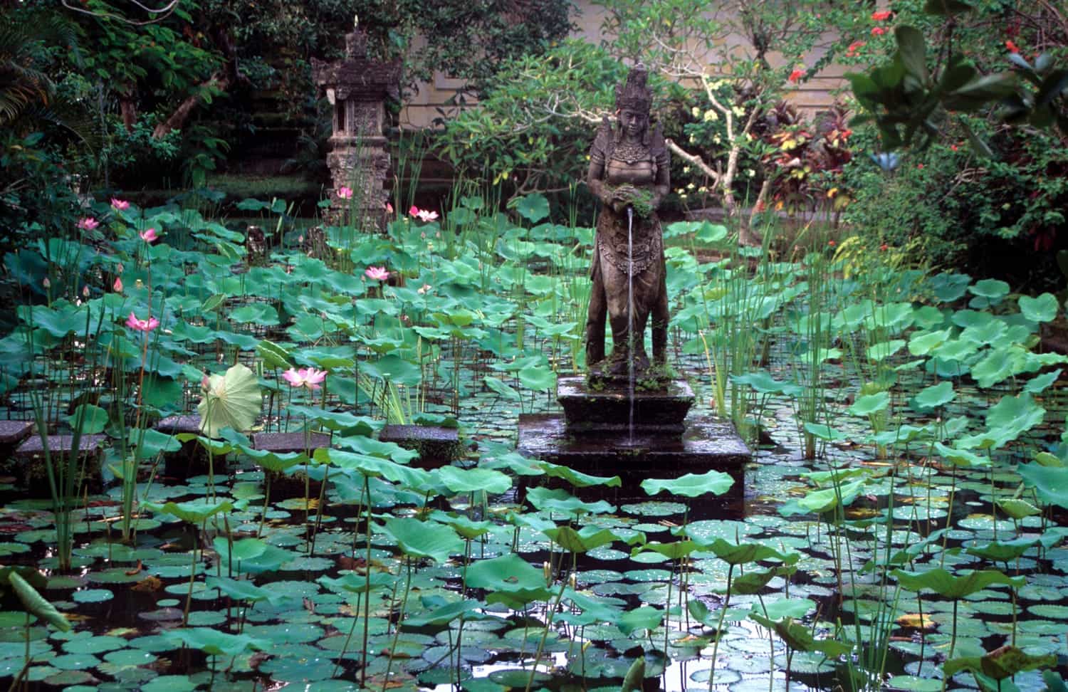 rock statue in the middle of a lotus pond