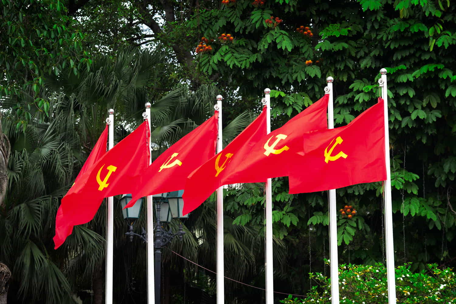 a row of Vetnamese flags against green trees