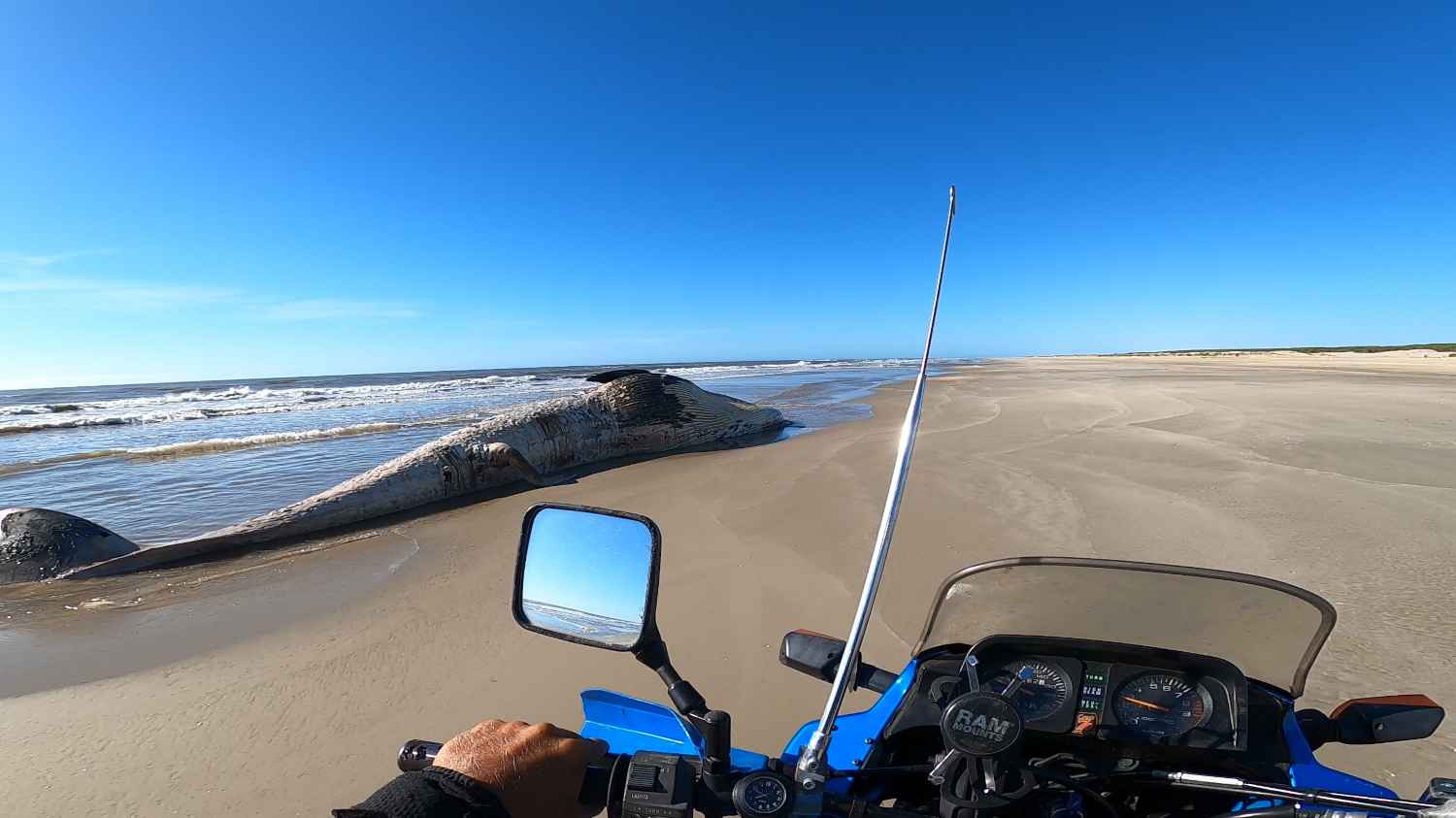 motorcycle passing by a dead whale