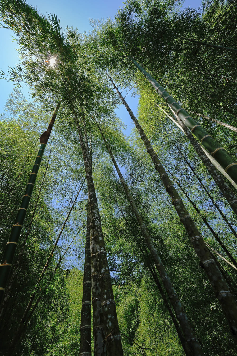 sun rays through tops of a bamboo grove