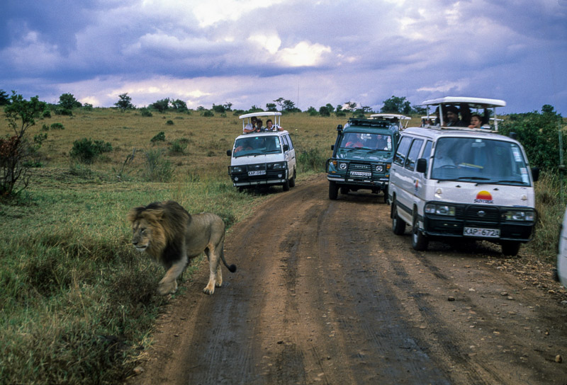 a lion surrounded by tourist vans