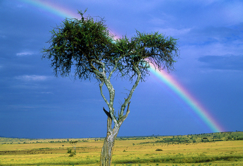 rainbow over a lone tree in Maasai park