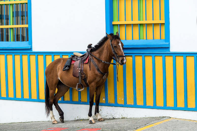 A horse tied by the side of a building 