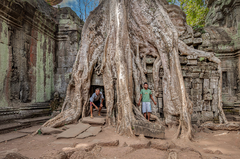 large trees envelopping rock temple