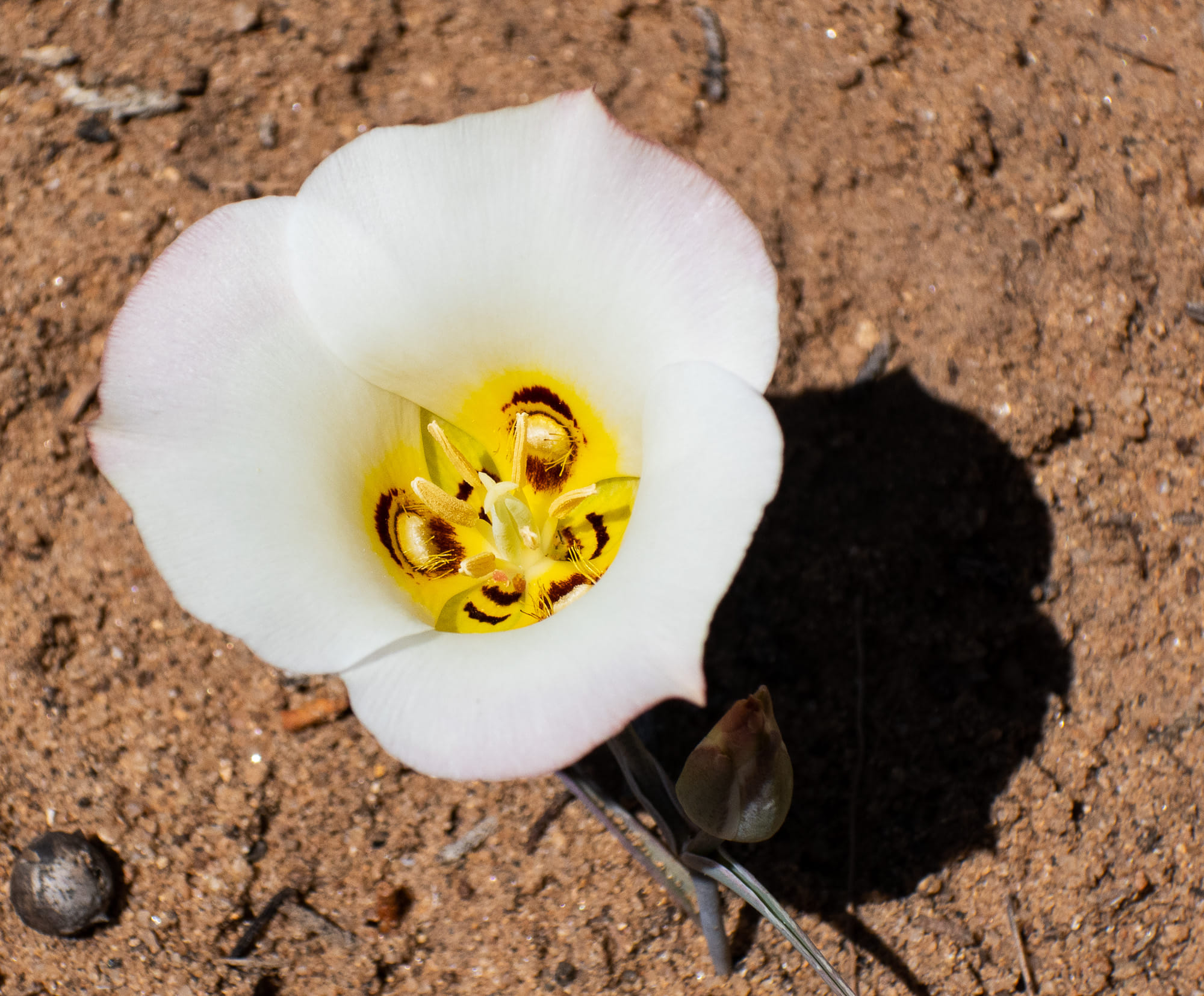 a white flower 