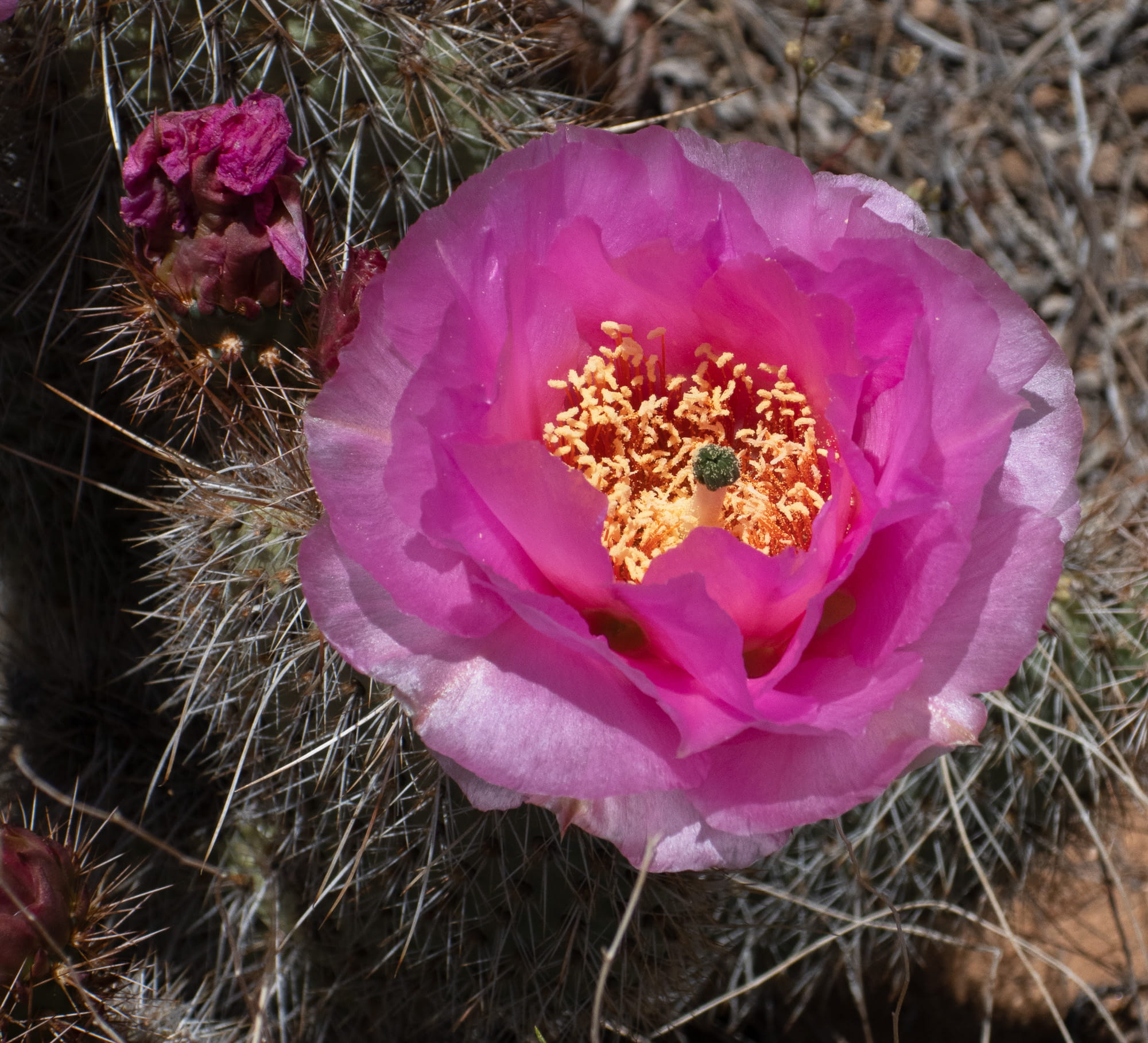 magenta flower 