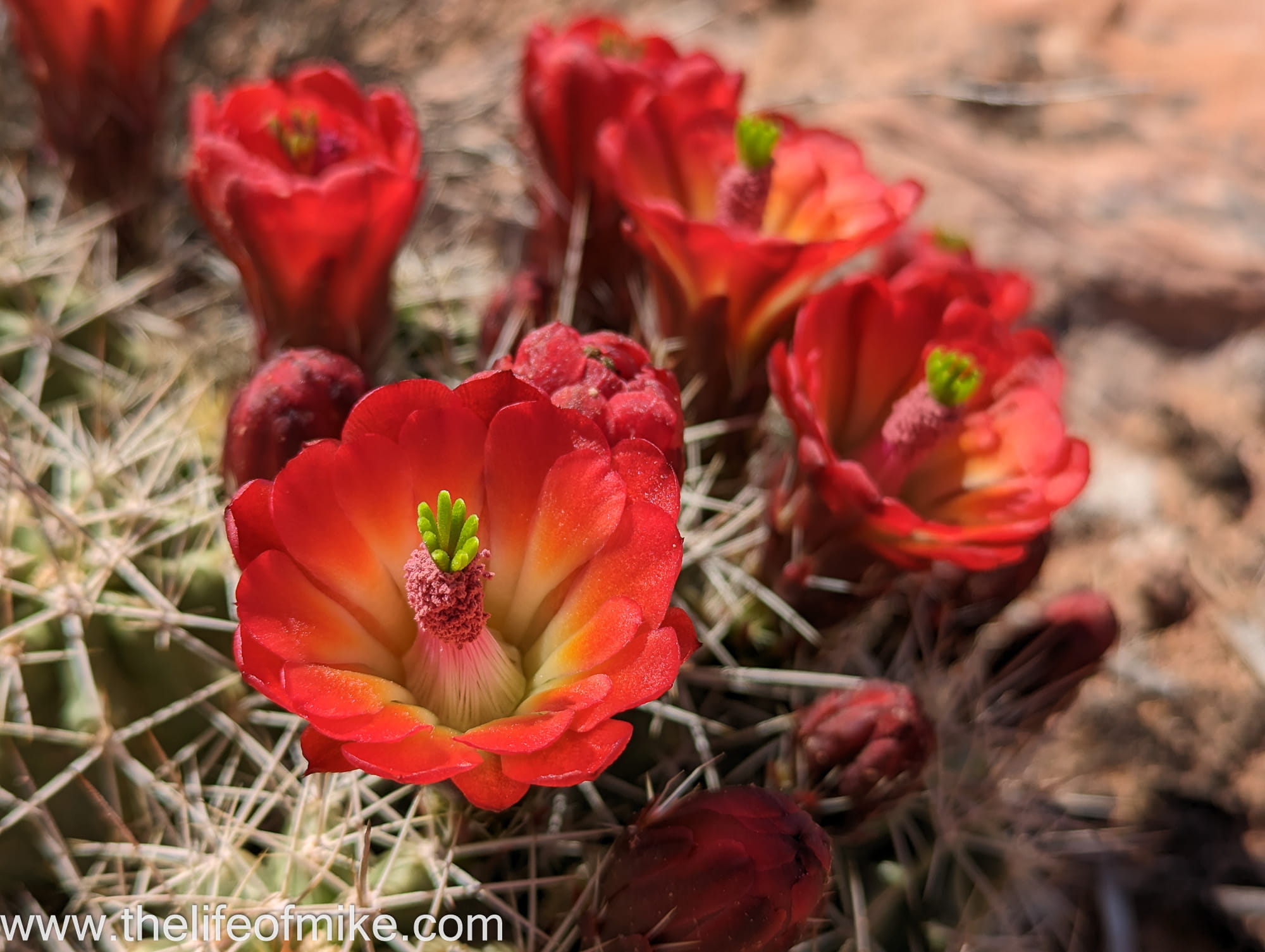 a red flower