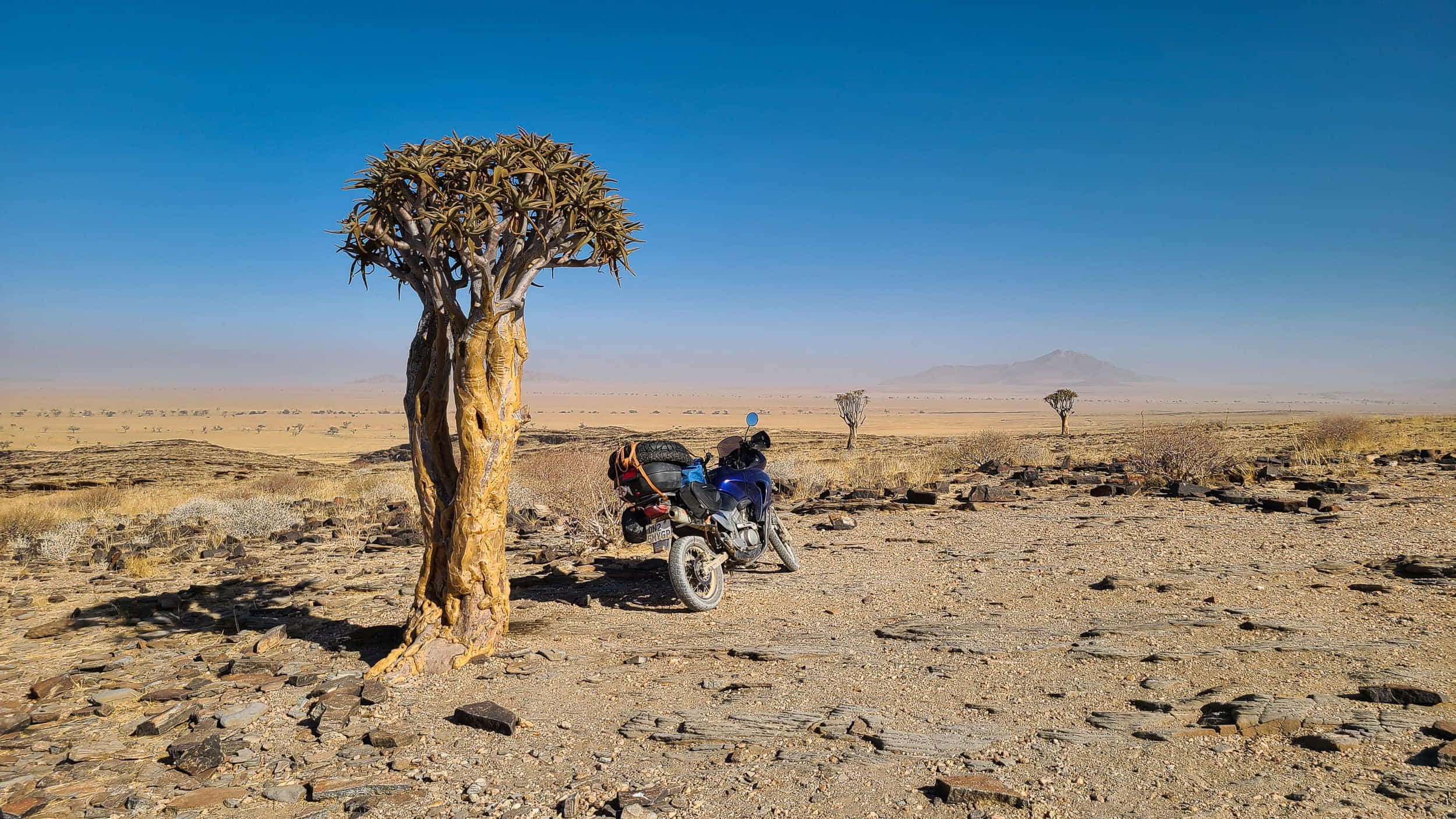 a motorcycle next to a strange tree in desert