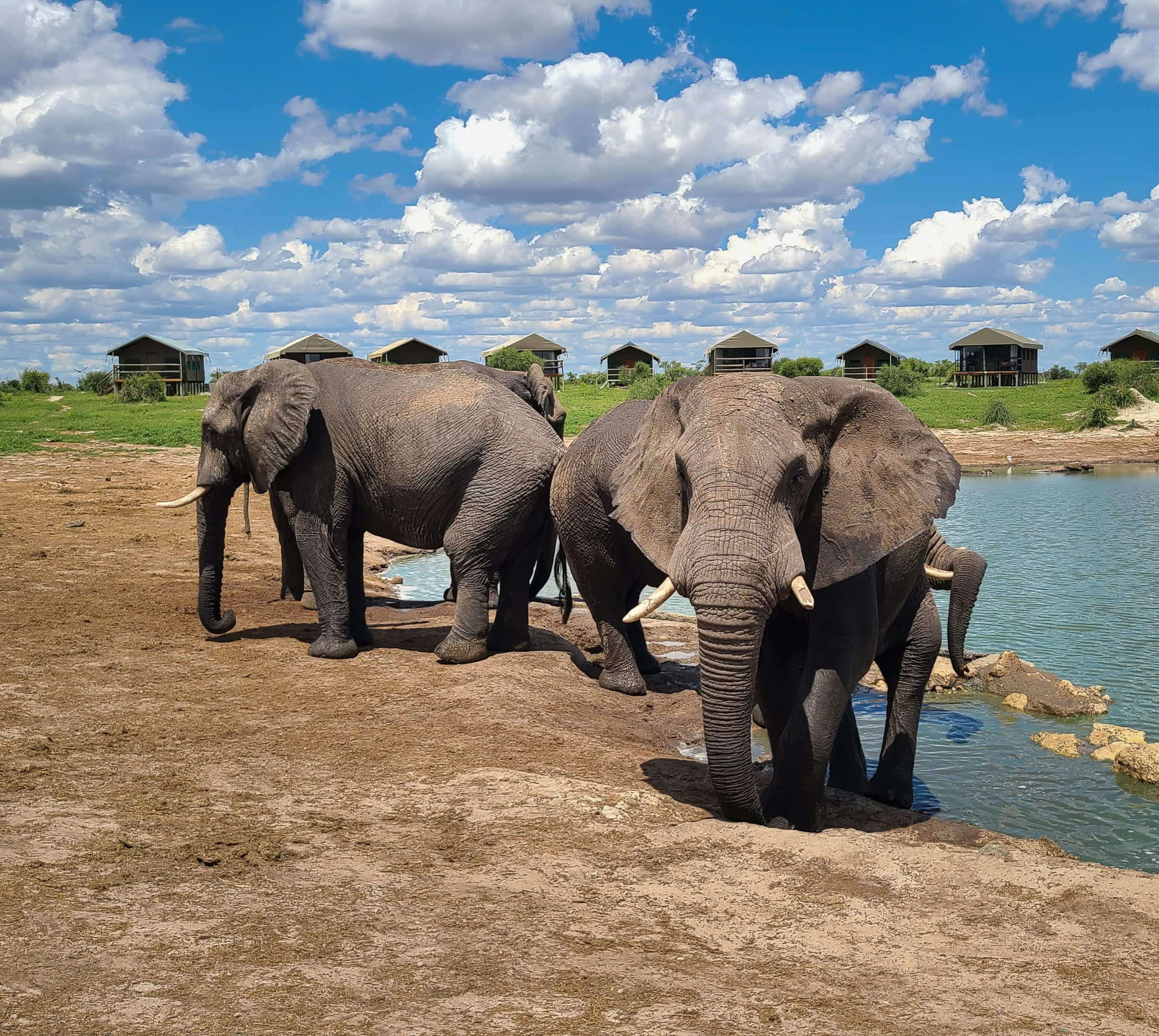  elephants  by a water hole 
