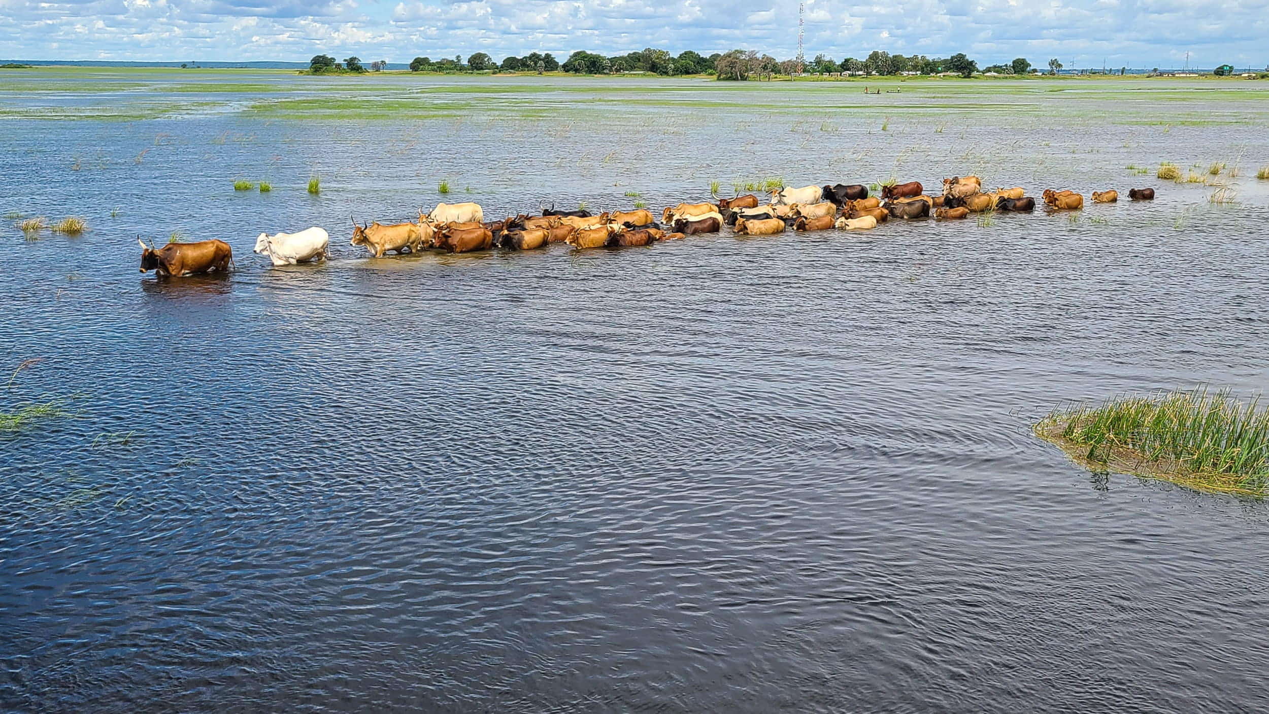 a herd of cows going through water 