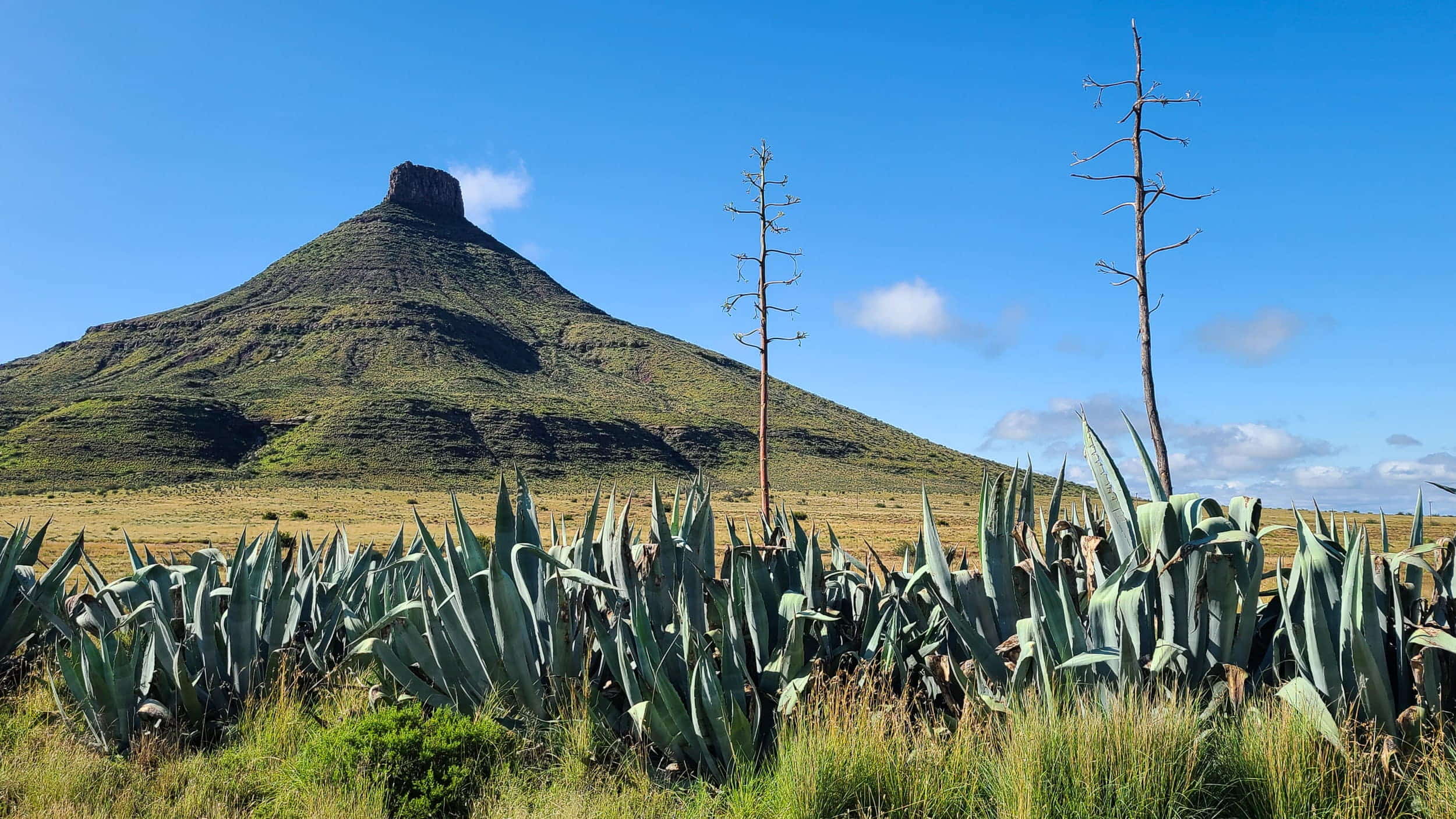  desert plants with an eroded mesa behind 